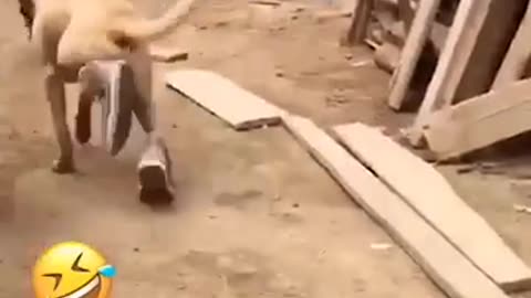 The funniest 😂 video