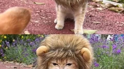 Lion cat 🐱