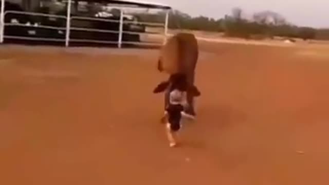 Most fearless toddler trying to catch a cow