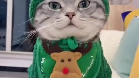 Funny cute cats