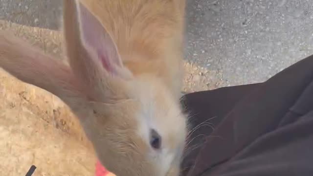 The rabbit ran on my lap