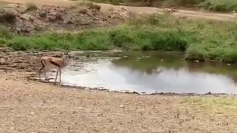 Fantastic flirty gazelle vs lion