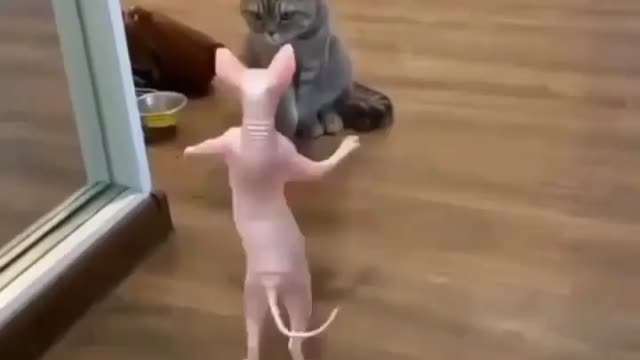 LOL WTF