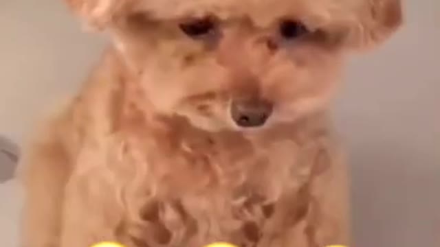 Dog and Cat Reaction to Emoji - Funny Dog & Cat Emoji Reaction Compilation