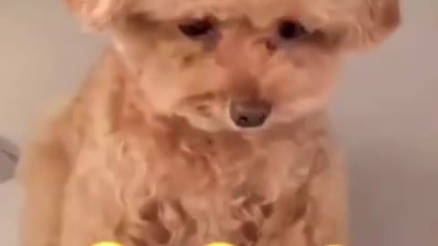 Dog and Cat Reaction to Emoji - Funny Dog & Cat Emoji Reaction Compilation