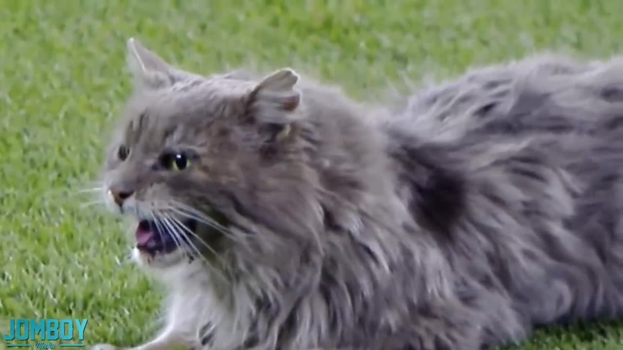 Cat in the field, a collapse took everyone's attention