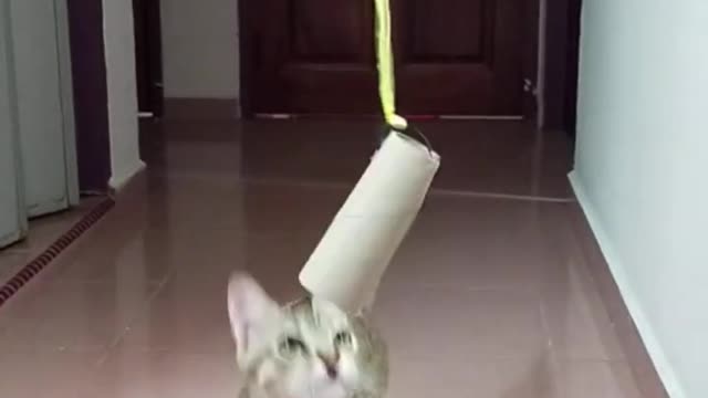 😍😁Funniest and cutest cat Videos! That Will make You Laugh😻😻😻😹