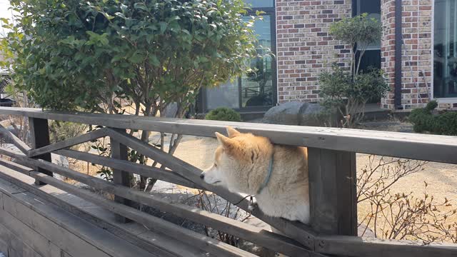 a neighbor's dog