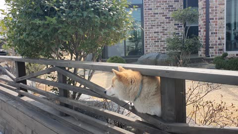 a neighbor's dog