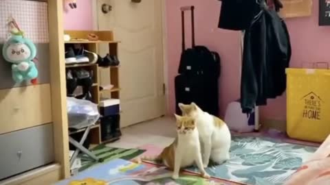 funny pet