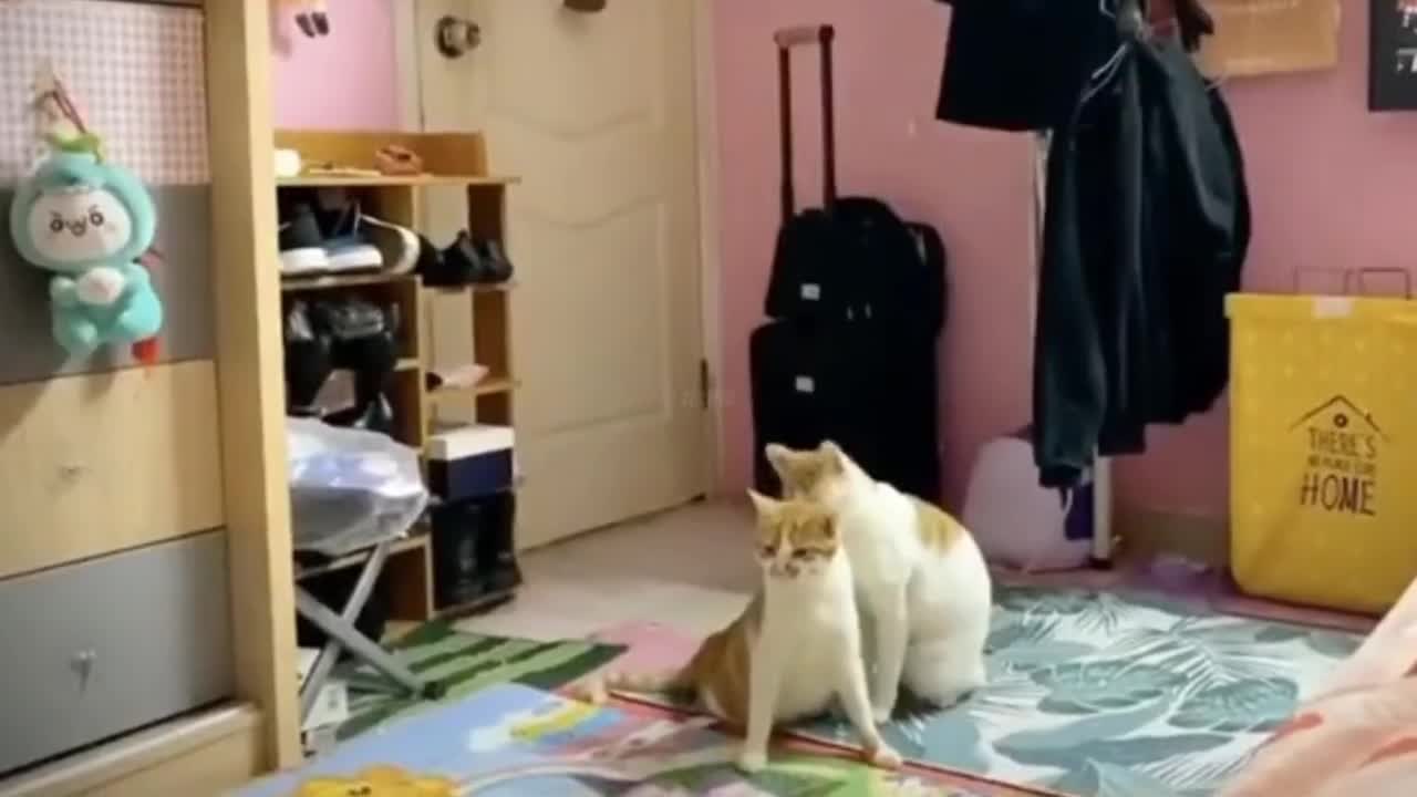 funny pet