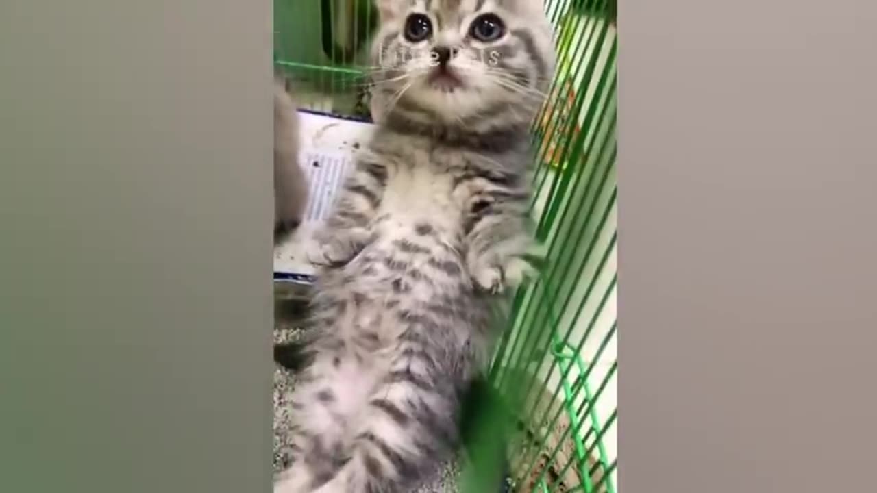 Funniest Cat 🐈 cute funny Animal 😂