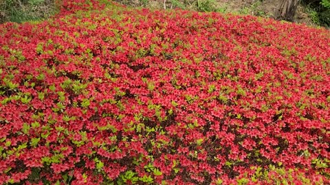 Beautiful flowers in the mountain