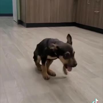 Baby Australian Kelpie Dancing