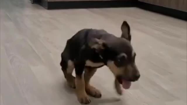 Baby Australian Kelpie Dancing