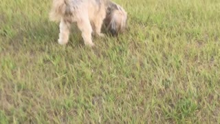 Cute Shorkie on a Walk