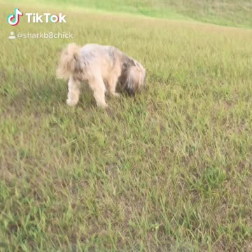 Cute Shorkie on a Walk