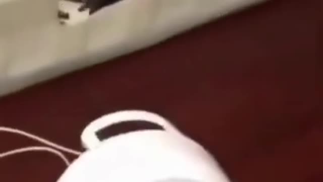 Cute Puppies