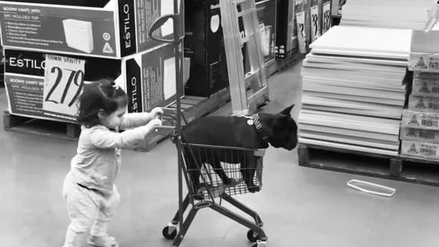 Little girl pushes her doggy in shopping cart