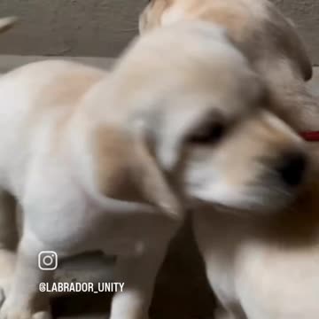 Cute puppy animal fight 😂😍 lover anamal
