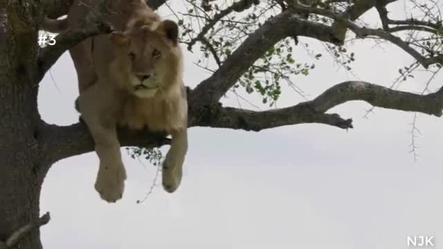 Lion power of jungle