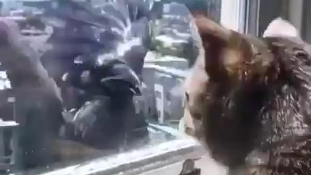 🤣 Funniest Cats 😻 - Awesome Funny Pet Animals Videos 😇 #catsoftiktok