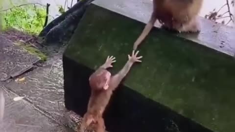 funnyanimals