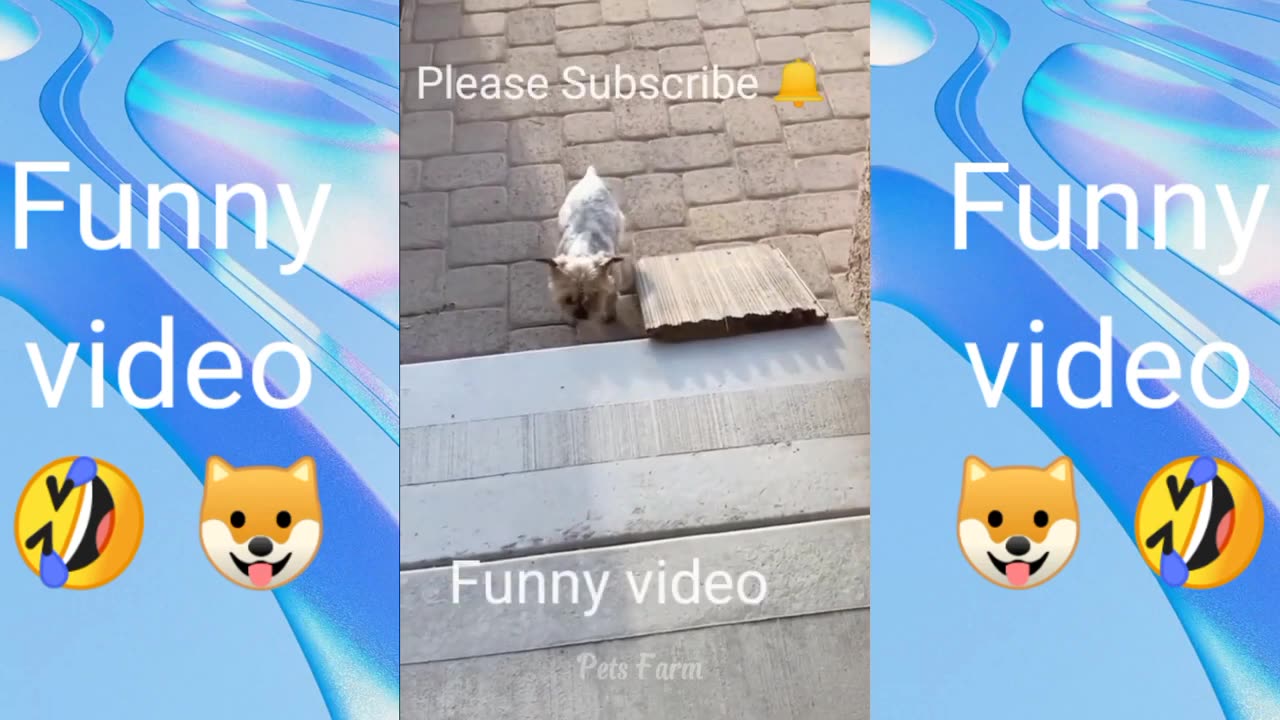 Animal funny video