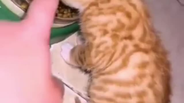 Best Funny Animal Videos Of The 2022 🤣 - Hilarious 😻Cats - Try Not To Laugh 😻