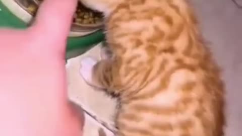 Best Funny Animal Videos Of The 2022 🤣 - Hilarious 😻Cats - Try Not To Laugh 😻