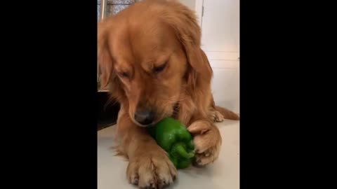 ASMR DOG EATING BELL PEPPERS!