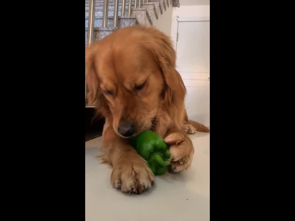 ASMR DOG EATING BELL PEPPERS!