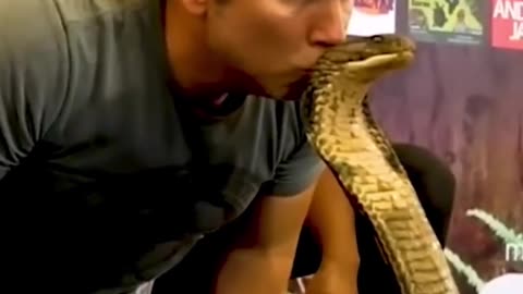 Man Tries To Kiss King Cobra On Head, Video Will Give You Goosebumps
