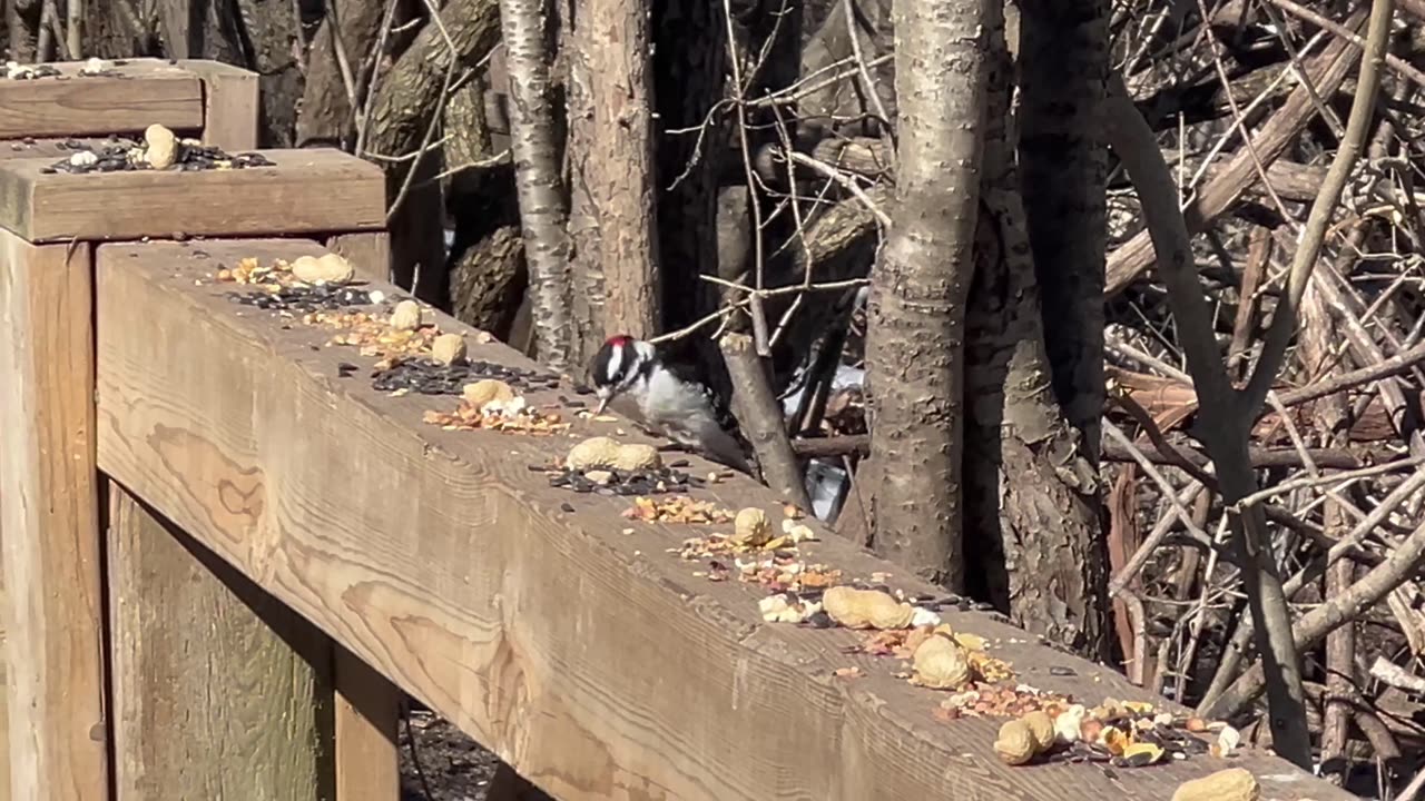Cautious downy woodpecker