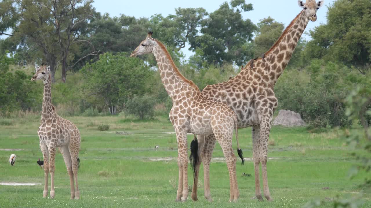 Giraffe family walking around