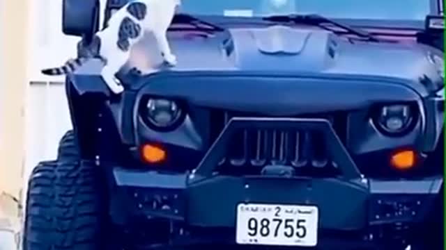 Super Funny Dog Videos From Tiktok!