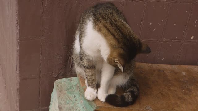 Adorable little kitten preciously plays with robot vacuum!