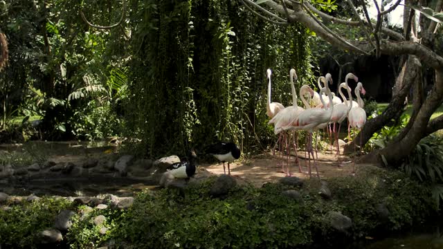 Group of flamingos on the shore of a lake