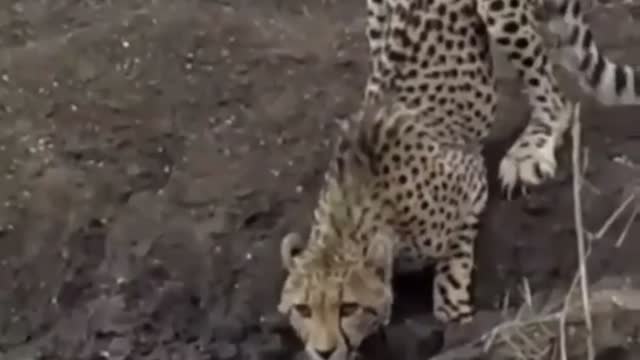 Jaguar vs crocodile fight to the death !!! unbelievable!!