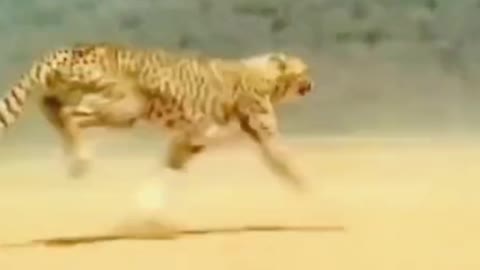 Oh, my God, a leopard can run at full speed for a hundred yards