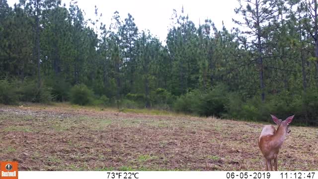 Trail Camera 7