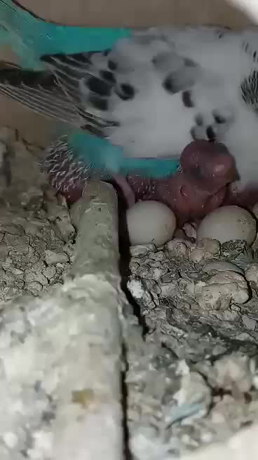 Parakeet Paradise VI