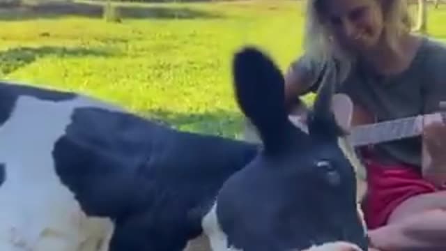 Cow enjoying music