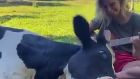 Cow enjoying music