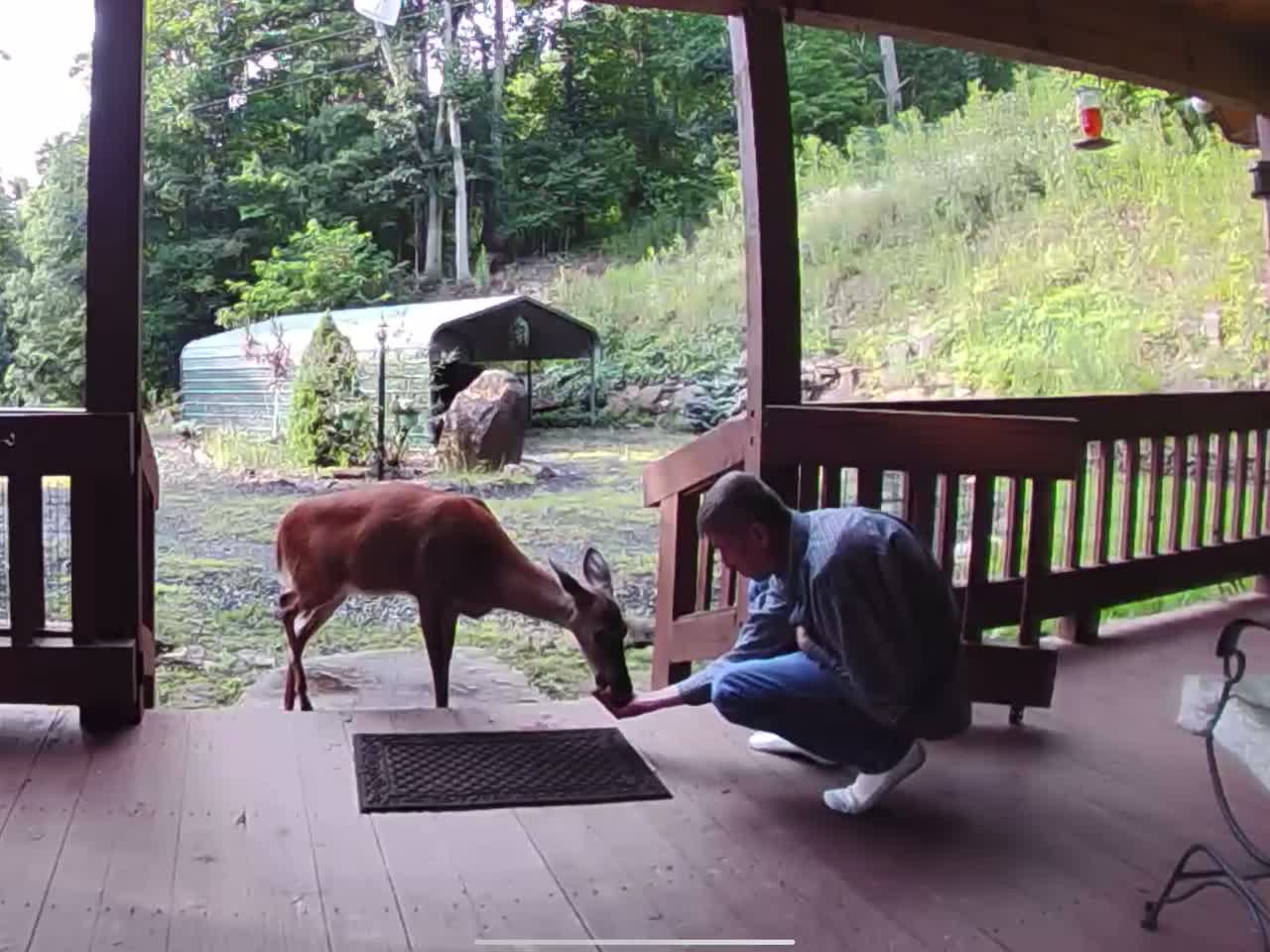 Deer NW NC High country at the Treehouse 🌳 Lady eats an apple 🍎 Appalachia