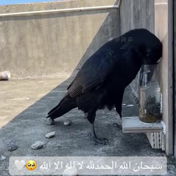THE INTELLECT OF THIS BIRD