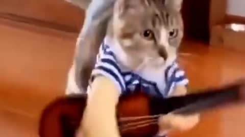 Cute Cat - Funny Animals