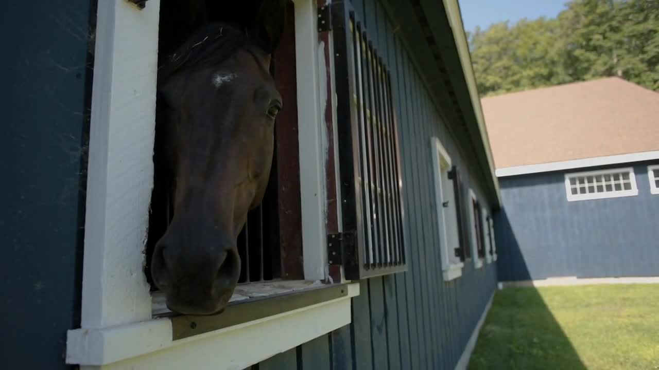 Cute shot of horse looking out window of its stall at a large blue barn