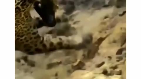 Animals fight