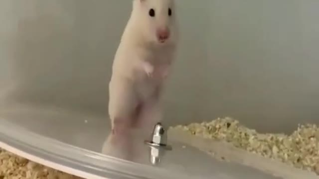 funny hamster compilation Hampter meme